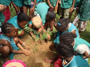 Learning about the importance of reforestation